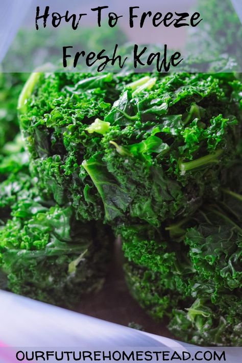 How To Freeze Kale, Garden Vegetable Recipes, Freezing Kale, Massaged Kale, Freezer Meal Prep, Kale Recipes, Dehydrated Food, Food Saver, Better Homes And Garden