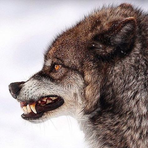 Animals of Earth (@anmlpage) | Twitter Wolf Growling, Canine Reference, Snarling Wolf, Dog Growling, Wolf Poses, Angry Wolf, Angry Animals, Wolf Images, Wolf Stuff