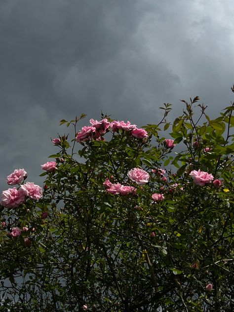 cloudy sky roses bush pink dark mood photography inspo Rose Bush Photography, Roses Bush, Bush Photography, Patchwork Ideas, Rose Bush, Cloudy Sky, Pink Dark, Cloudy Day, Photography Inspo