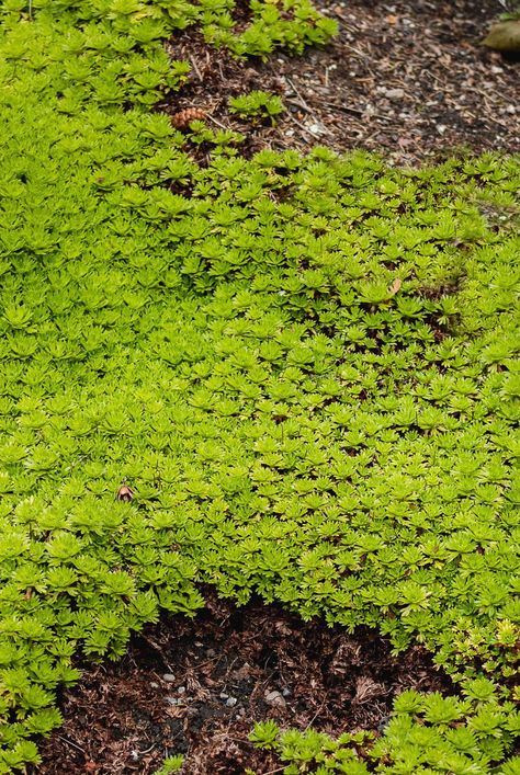 Scotch Moss (Arenaria verna) makes an excellent ground cover for sunny rock gardens, in between pavers, and as a lawn-grass substitute for small areas. #gardeningadvice #houseplanthacks #howtogrow #indoorflowers #plantparenttips #thespruce Grass Substitute, Moss Plant, Small Balcony Garden, Rock Gardens, Perennial Shrubs, Low Maintenance Landscaping, Indoor Flowers, Gardening Advice, Low Maintenance Plants