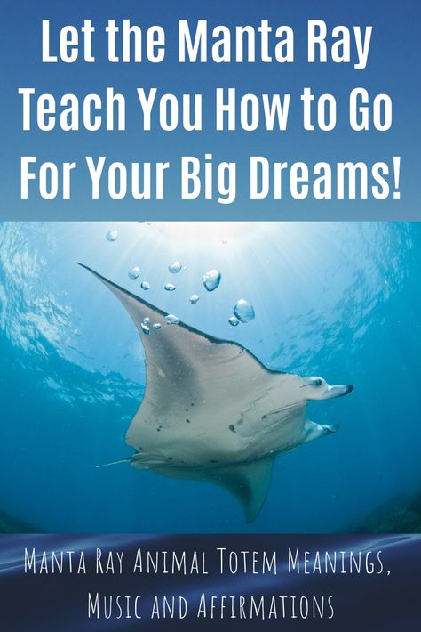 Do you have big dreams? Do you feel called to an important life purpose? One of my favorite animal mascots (aka animal totems) for people like you is the energy of the manta ray or the manta ray animal totem. Animal totems represent various characteristics that we can integrate into our lives and energy systems. Here's manta ray animal totem meanings, music and affirmations Manta Ray Symbolism, Manta Ray Meaning, Manta Ray Tattoo Meaning, Spiritual Animals, Totem Animals, Animal Meanings, Totem Animal, Spiritual Animal, White Tara