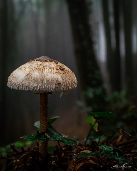 Mushroom Woodland Aesthetic, Changing Aesthetic, Mushrooms Forest, Enchanted Woodland, Forest Life, Fairy Tale Forest, Goblincore Aesthetic, Forest Aesthetic, Fairytale Cottage