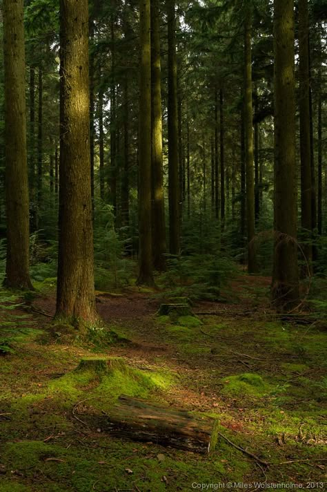 Lup Singuratic, Forest Aesthetic, Devon England, Forest Path, Green Heart, Tall Trees, Forest Photography, Walk In The Woods, Into The Woods