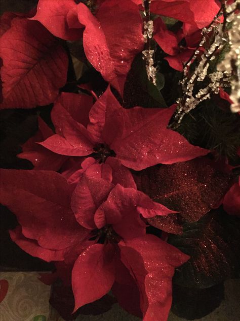 My Poinsettia Christmas Poinsettia Aesthetic, Burgundy Christmas Aesthetic, Christmas Flowers Aesthetic, Poinsettia Aesthetic, Dark Red Christmas Aesthetic, Widgets Christmas, Anna Aesthetic, Sarah Core, Christmas Layout