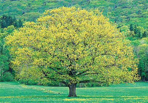 Want a tree that will fill out fast, but isn't a pest or a weakling? Add some cool beauty to your landscape with some of these fast-growing shade trees. Northern Red Oak, Yard Trees, Fast Growing Shade Trees, Green Giant Arborvitae, Giant Arborvitae, Thuja Green Giant, Red Oak Tree, Ways To Save Water, Landscaping Around Trees