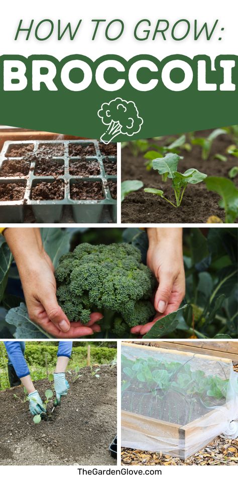 We'll show you how to grow broccoli with all the tips and tricks to get your tastiest crowns yet! Whether including broccoli in your spring or fall garden, we'll share the right growing requirements, fertilizer, water needs, as well as how to start broccoli plants from seed. Growing Broccolini Plants, What To Plant With Broccoli, Saving Broccoli Seeds, Broccoli Plants How To Grow, Growing Broccoli From Seed, How To Grow Broccoli From Seed, Broccoli Seedlings, When To Harvest Broccoli, How To Grow Broccoli