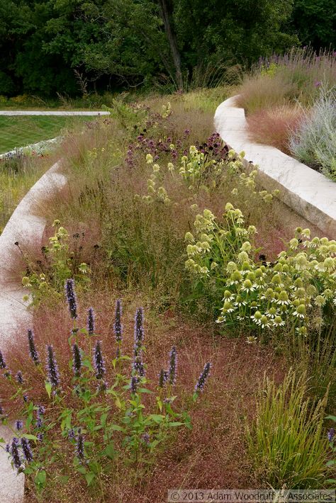 A Golden Year: The New Perennialist on a Roll - The New Perennialist White Echinacea, Terraced Patio Ideas, Adam Woodruff, Jones Road, Prairie Planting, Planting Design, Grasses Garden, Road Design, Purple Love