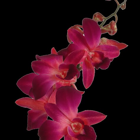 Beautiful 70 Red Sonia Dyed Orchid Flowers. Free Delivery. We ship fresh flowers grown by caring hands in our farms, directly from eco-friendly greenhouses to your door. Lilly Garden Ideas, Flower Garden Aesthetic, Flower Garden Drawing, Flower Garden Ideas, White Lilly, Lilly Flower, Garden Aesthetic, Aesthetic White, Nothing But Flowers