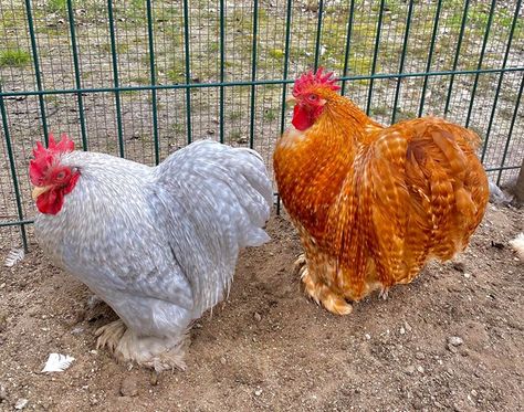 Cochin Bantam Chickens, Bantam Cochins, Orpington Chickens Colors, Giant Cochin Chickens, Cochin Bantam, Mottled Houdan Chicken, Cochin Chickens, Lavendar Orpington Chickens, Polish Chicken