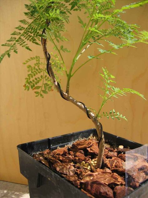 Bonsai update jacaranda Unique Bonsai, Pepper Plant, Juniper Bonsai, Acer Palmatum, Pepper Plants, Gardening 101, Bonsai Art, Bonsai Garden, Tamarindo