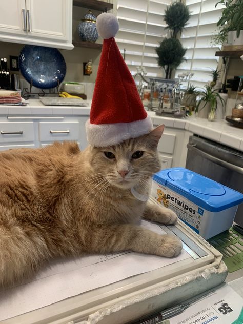 Cat In Santa Hat, Cat With Santa Hat, Cats Wearing Hats, Fat Orange Cat, Holiday Treats Christmas, Santa Cat, Hat Aesthetic, Christmas Hat, Orange Cat