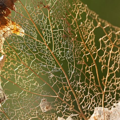 Vascular tissue of a decaying leaf. by Bienenwabe, via Flickr Decay Art, Nature 3d, Leaf Carving, Pixels Art, Autumn Green, Growth And Decay, Art Alevel, Pattern Photography, Nature Projects