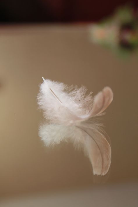 White Feathers Aesthetic, White Feather Aesthetic, Plume Aesthetic, Feathers Aesthetic, Feather Aesthetic, Charlotte Richards, Dove Feather, Mother Witch, Linda Martin