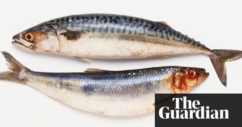 Good Fish, Skin Palette, Cycle Painting, Art Homework, Mackerel Fish, Sea Creatures Art, Wild Caught Fish, Independent Study, Drawing Cartoon Faces