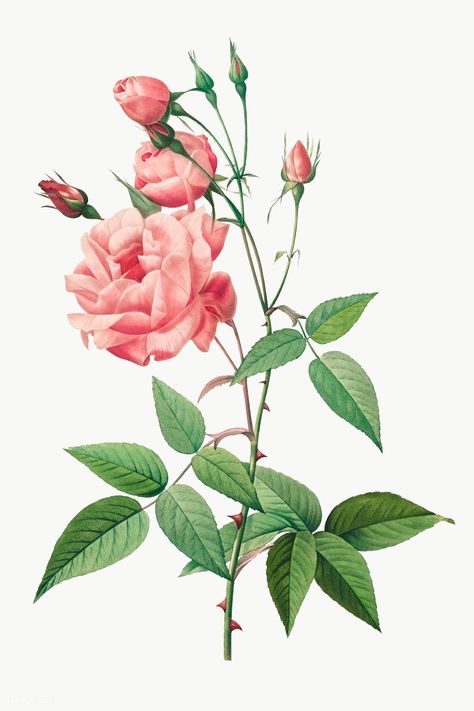 Illustration Rose, China Rose, Art Deco Illustration, Rose Illustration, Illustration Botanique, French Rose, Rose Drawing, Roses Drawing, Pink Rose Flower