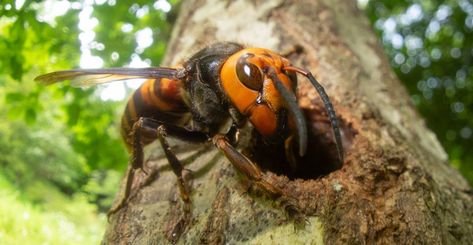 Japanese Giant Hornet, Hornet Trap, Black Insects, Hornets Nest, Bees And Wasps, Insect Control, Facts For Kids, True Art, Wasp