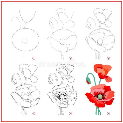 Page shows how to learn to draw step by step flower of red poppy. Developing children skills for drawing and coloring. stock illustration Poppy Flower Sketch Simple, How To Draw Poppies Step By Step, Learn To Draw Flowers Step By Step, Poppy Flower Tutorial, How To Flower Drawing, Red Poppy Flower Drawing, Poppy Flower Drawing Step By Step, How To Paint A Poppy Flower Step By Step, Flower Drawing Poppy