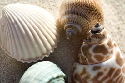 How to Make Sea Shells Smooth , links to sterilize shells, & other basics for shell art Shell Windchimes, Cleaning Sea Shells, Tiny Seashells, Abalone Jewelry, Shell Mosaic, Beach Stuff, Capiz Shell, Seashell Jewelry, Themed Room