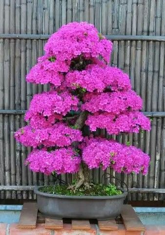 Wisteria Bonsai, Cherry Bonsai, Flowering Bonsai, Tree In A Pot, Flowering Bonsai Tree, Judas Tree, Garden Flowers Perennials, Bonsai Tree Types, Cherry Blooms