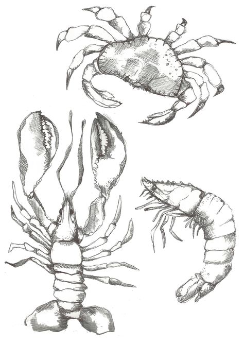 An illustration submitted with my final major project based on Arthropods. Zoë Dennis. Arthropods Drawing, Final Major Project, Arthropods, Anatomy, Sketch, Humanoid Sketch, Drawings, Art