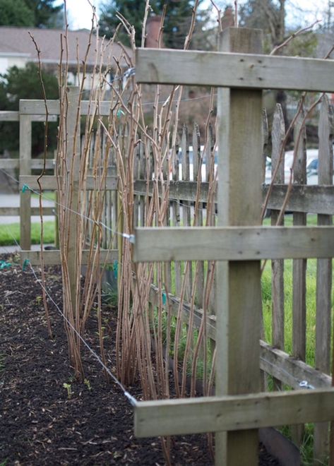 Raspberry Garden Ideas, Fruit Garden Landscape, Raspberry Garden, Raspberry Trellis, Growing Raspberries, Raspberry Plants, Vegetables Garden, Berry Garden, Garden Vines