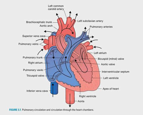 Heart Pumping Blood, Subclavian Artery, Tricuspid Valve, Mitral Valve, Carotid Artery, Learn Another Language, Heart Function, Heart Pump, Heart Drawing