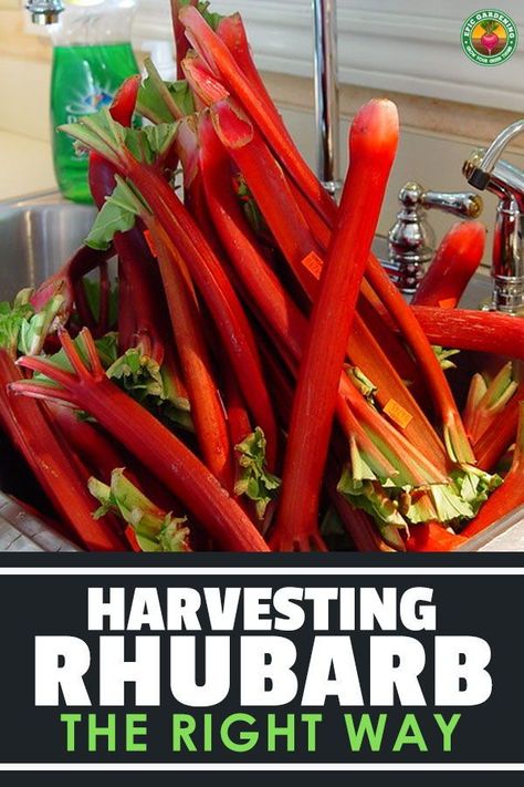 How To Plant Rhubarb, How To Harvest Rhubarb, Harvesting Rhubarb, When To Harvest Rhubarb, Rhubarb Uses, Easy Rhubarb Recipes, Growing Rhubarb, Rhubarb Plants, Garden Remedies