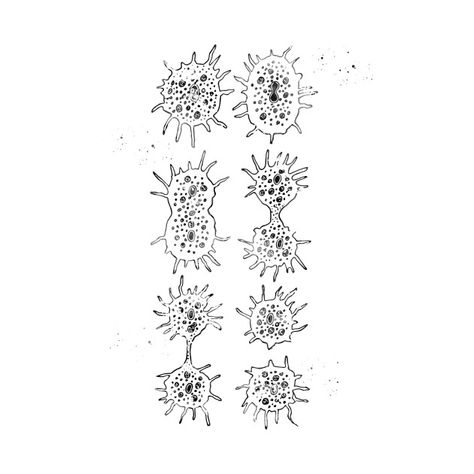 Amoeba Aesthetic, Bacteria Tattoo, Amoeba Tattoo, Amoeba Drawing, Bacteriophage Tattoo, Amoeba Uwu, Nutrition In Amoeba Diagram, Biology Art, Lily Tattoo