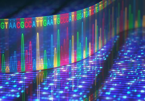 Humans are still evolving, say scientists | Human World | EarthSky Sanger Sequencing, Next Generation Sequencing, Genome Sequencing, Dna Replication, Genetic Diseases, Human Genome, Human Dna, Dna Repair, Gene Therapy