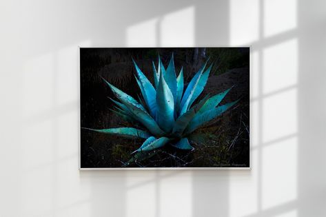 Agave plant