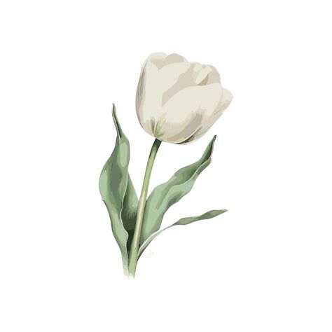 White Tulip Watercolor, White Watercolor Flowers, White Tulips Drawing, Watercolor White Flowers, Flower In White Background, White Tulips Painting, White Tulips Aesthetic, Tulipanes Aesthetic, Spain Scrapbook