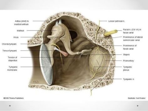 Middle Ear Anatomy, Bone Diagram, Temporal Bone, Ear Anatomy, Nursing School Motivation, Facial Nerve, Middle Ear, Interesting Science Facts, Medical Wallpaper