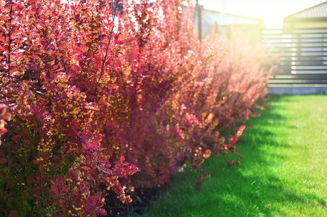 orange-rocket-barberry-0722 Orange Rocket Barberry, Barberry Bush, Berberis Thunbergii, Drought Tolerant Shrubs, Japanese Barberry, White Flowering Plants, Popular Plants, Emerald Green Arborvitae, Low Maintenance Shrubs