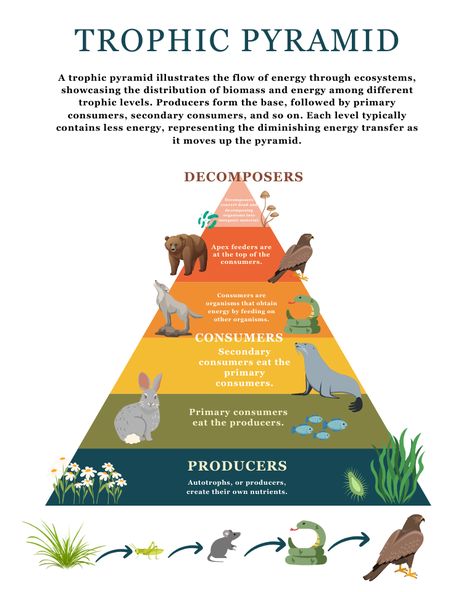 Excited to share the latest addition to my #etsy shop: Trophic Pyramid Poster, Food Web Poster, Educational Print, Montessori Classroom, Homeschool Decor, Classroom Decor, DIGITAL DOWNLOAD https://etsy.me/3TjyRsp #foodpyramid #trophicpyramid #trophic #foodweb #foodpyramidposter #trophicposter #biologyposter #foodpyramidprint #foodwebprint Trophic Levels Pyramid, Ecological Pyramid, Homeschool Materials, Biology Poster, Trophic Level, Classroom Homeschool, Poster Food, Homeschool Decor, Montessori Homeschool