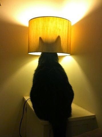 New Batsignal? Cat Lamp, A Black Cat, Cat Boarding, Cats Meow, All About Cats, Crazy Cat Lady, Beautiful Cats, 귀여운 동물, Crazy Cats