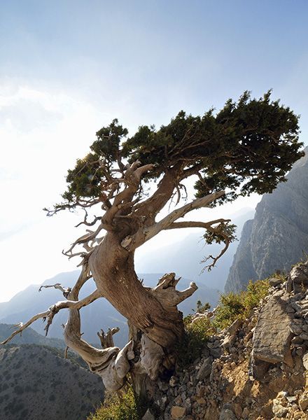 ... Weird Trees, Bristlecone Pine, Twisted Tree, Old Trees, Ancient Tree, Tree Photography, Unique Trees, Nature Tree, Tree Forest