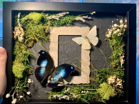 Real Butterfly Art, Butterfly Shadow Box, Butterfly Shadow Boxes, Butterfly Taxidermy Art, Dark Academia Diy, Butterfly Taxidermy, Taxidermy Decor, Insect Taxidermy, Aesthetic Objects