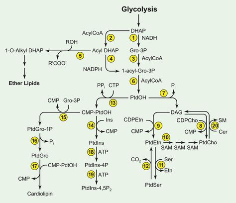 SYNTHESIS OF CHOLESTEROL AND PHOSPHOLIPID FROM ACETYL COA Biosynthesis Cholesterol occurs in every nucleated cell in the body. Although it is often thought that the majority of cholesterol synthesis occurs in the liver, studies have shown that the bulk tissues of the body account for the overwhelming majority of endogenous cholesterol production. Hepatic cholesterol synthesis in humans is thought to contribute 10–20% of the total daily synthesis rate. Since the majority of cholesterol synt Acetyl Coa, Body Tissues, The Liver, The Body, Accounting