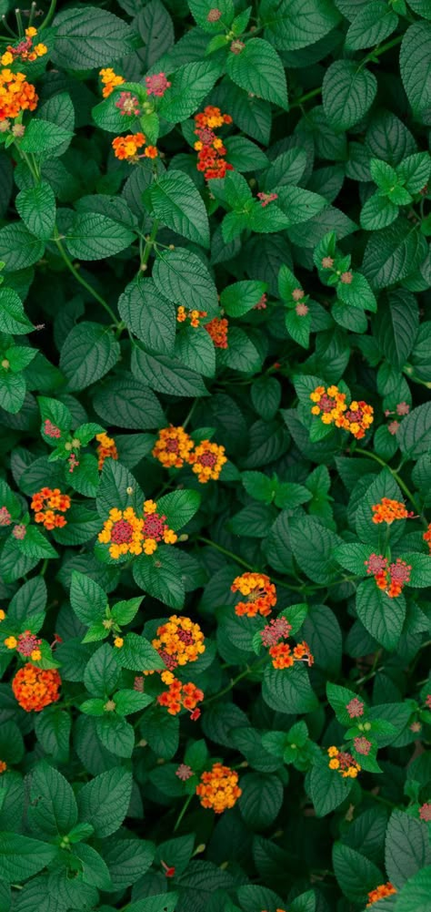 Green Plant Wallpaper, Lantana Flower, Iphone Wallpaper Blur, Floral Wallpapers, Moonlight Photography, Flower Orange, Plantas Vs Zombies, Iphone11 Pro, Wallpaper Nature Flowers