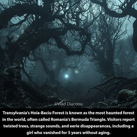 Hoia Baciu Forest, Paranormal Research, Twisted Tree, Haunted Forest, Bermuda Triangle, Cluj Napoca, Ghost Hunters, Most Haunted, The Uncanny