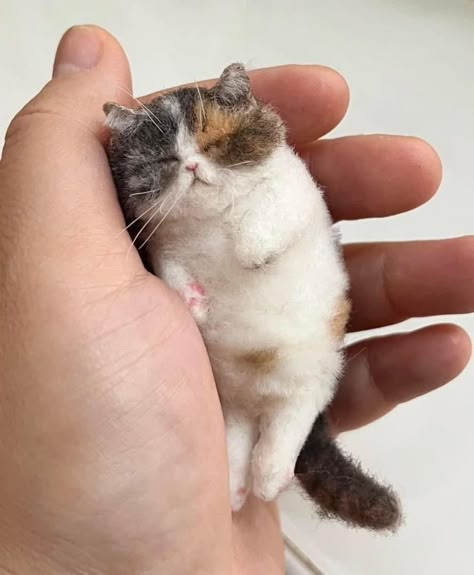 Diy Studio, Wool Needle Felting, After Effect, Needle Felting Kits, Kitten Pictures, Needle Felting Projects, Felt Cat, Instagram Diy, 100 Followers