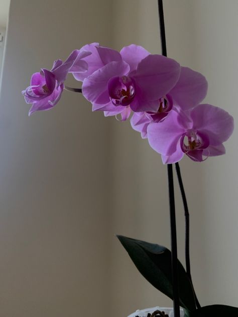 #orchids #flowers #prettyflowers #aesthetic Orchid Purple Aesthetic, Purple Orchid Aesthetic, Orchid Aesthetic, Orchids Flowers, Soft Dramatic, Orchid Purple, Purple Orchids, Parts Of A Plant, Plastic Flowers