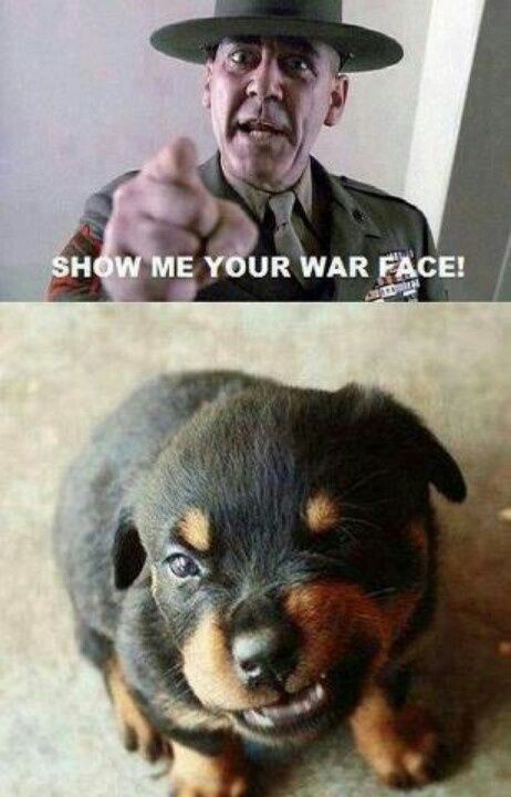 Funny Rottweiler Quotes and Pictures | War face! Funny rottweiler puppy. Bulldog Francese, E Card, Funny Animal Pictures, Show Me Your, Baby Dogs, Animal Love, Makes Me Laugh, Animal Memes, Rottweiler