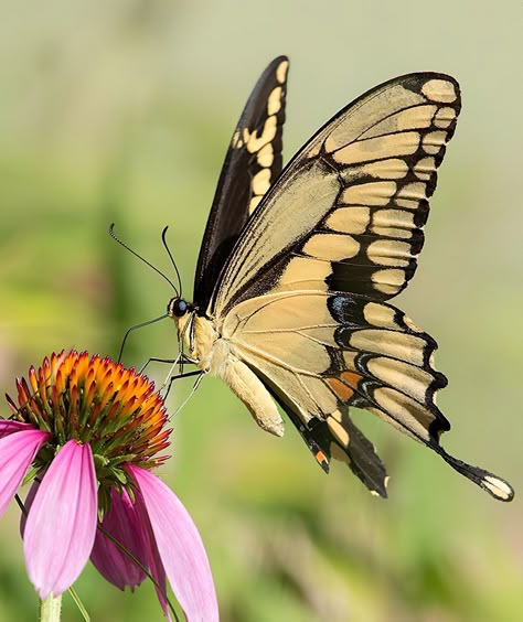 Butterflies Reference Photo, Butterfly Zoomed In, Photo Of Butterfly, Butterfly Front View, Butterfly Reference Photos For Artists, Butterfly Close Up, Butterfly Reference Photo, Butterfly On Flower Photography, Most Beautiful Butterfly Photography