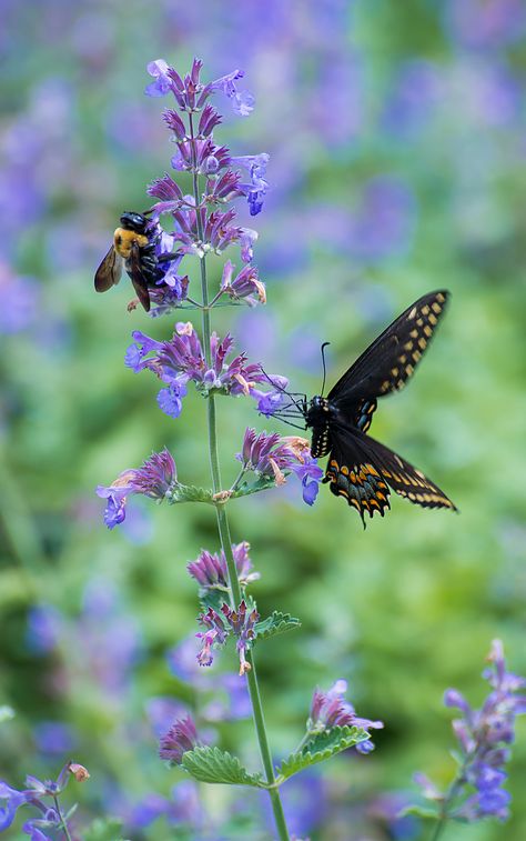 Black+swallowtail+(Papilio+polyxenes) Black Swallowtail, Chicago Botanic Garden, Save The Bees, Butterfly Garden, Beautiful Butterflies, Beautiful Creatures, Easter Spring, Cottage Garden, Secret Garden