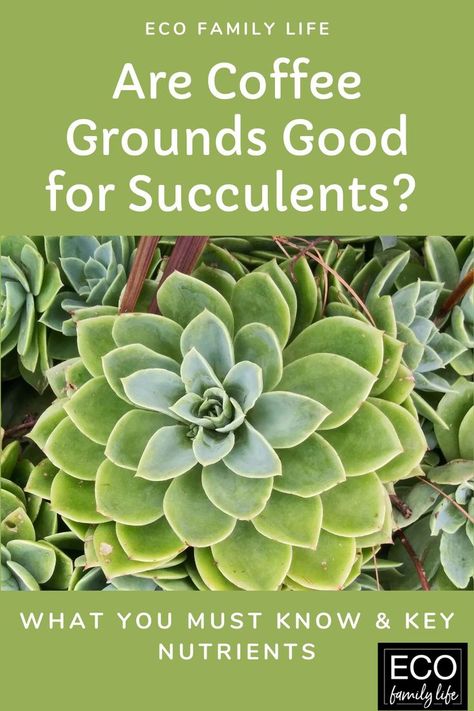 Coffee grounds can be used as a fertilizer however it is best if they are broken down before adding to your succulent plants. Add used coffee grounds to your compost and you can use this compost to put up new succulents or to improve the soil. Coffee Grounds For Plants Indoor, Plants That Like Coffee Grounds, Which Plants Like Coffee Grounds, Plants That Love Coffee Grounds, What Plants Like Coffee Grounds, Coffee Fertilizer, Coffee Grounds For Plants, Coffee Grounds As Fertilizer, Used Coffee Grounds