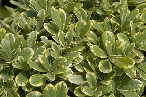 ‘Mojo’ Japanese Pittosporum Variegated Pittosporum Landscape, Silver Sheen Pittosporum, Japanese Pittosporum, Nandina Plant, Foundation Plants, Phlox Plant, Southern Living Plant Collection, Florida Landscape, Front Yard Plants