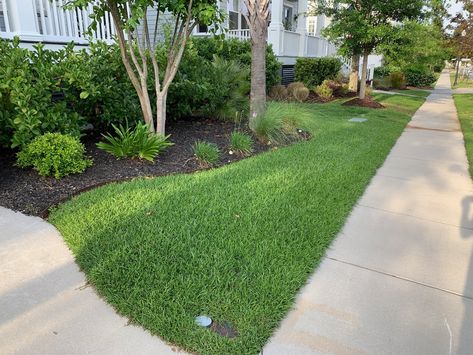 Transform your lawn with the ultimate low-maintenance solution: Santee Centipede Grass. Discover how easy lawn care can be! 🌿✨ 

Read more on Sod University
.
.
.
#LawnCare #CentipedeGrass #SodSolutions #HomeGarden #LawnGoals #EcoFriendly Centipede Grass, Zoysia Grass, Tall Fescue, Insect Control, Grass Seed, Lawn Care, Low Maintenance, The South, Read More