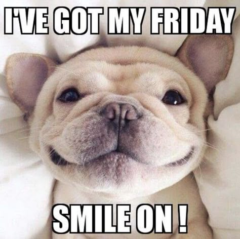 Celebrate the arrival of the weekend with these hilarious Friday memes. The end of the week is a perfect time to make someone laugh. #funny #memes #friday Tgif Meme, Friday Jokes, Happy Birthday Boss, Happy Memes, Friday Meme, Funny Friday Memes, 3d Camera, Weekday Quotes, Weekend Quotes