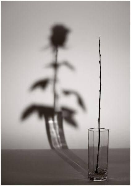 Reflect Personal Growth Photography, Light And Shadow Still Life, Conceptual Still Life Photography, Creative Shadow Photography, Abstract Still Life Photography, Still Life Photography Black And White, Light And Shadow Photography, Art Bizarre, Focus Point